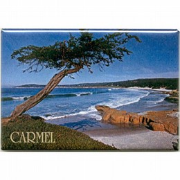 Carmel Cypress Photo Magnet